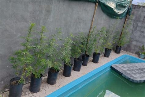 Habían montado un laboratorio para marihuana en casa Monterizos