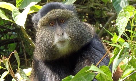 4 Days Rwanda Gorilla And Golden Monkey Trekking Safari