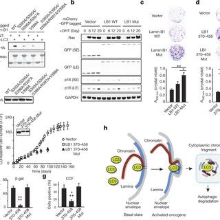 Inhibiting Autophagy Or The Lc Lamin B Interaction Impairs Lamin B