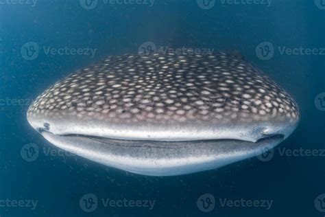 Whale Shark scuba underwater portrait 17366106 Stock Photo at Vecteezy