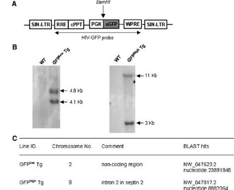 Southern Blot And Lm Pcr Analysis Of The Genomic Dna Of Gfp High And