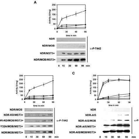 Model Of Ndr Protein Kinase Activation By Multisite Phosphorylation