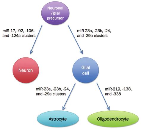 Mirna Regulation Of Neuronal Glial Progenitor Differentiation Neural