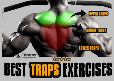 Best Traps Exercises For Strength And Size Workout Routine Created By