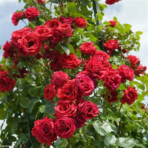 Rosa Sympathie Rosier Grimpant Remontant Des Roses Rouges Semi