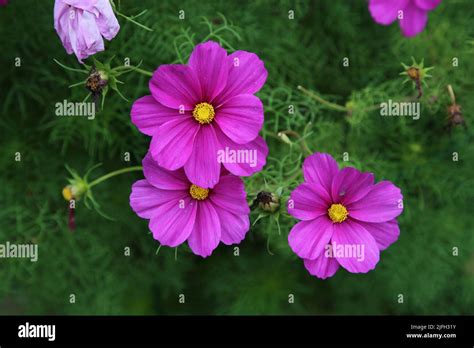 Bright Pink Cosmos Aka Aster Flowers Fin Kosmos Kukka In A Closeup