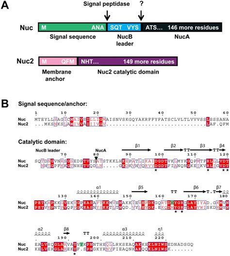 A Schematic Of Nuc And Nuc Protein Domains Structure With Processing