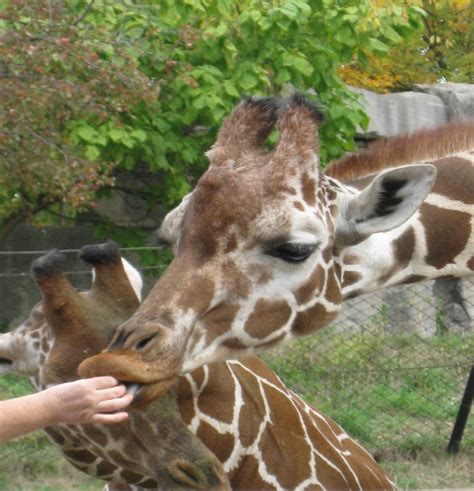 Giraffe @ Columbus zoo | Columbus zoo, Giraffe, Zoo