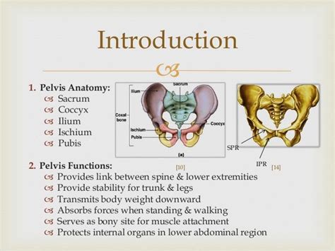 Clinical Correlates I Final Presentation