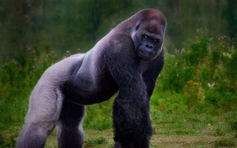 Fierce Silverback Gorilla In Natural Habitat