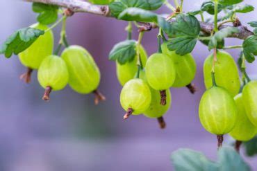 Horticulturists Recommend 12 Gooseberry Varieties With Culinary And ...