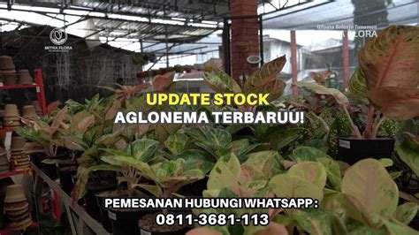 Aglonema Terbaru Promo Update Stock Mitra Flora Nusantara