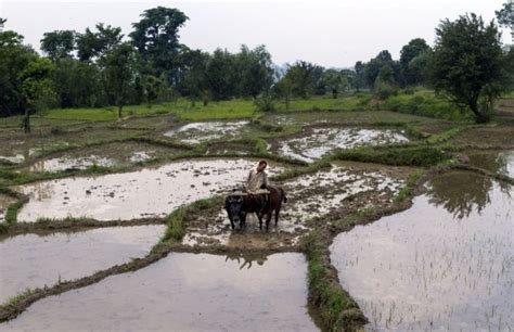 Area Under Kharif Crops At All Time High Of 108 Mn Ha Business