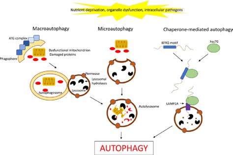 The Mechanisms Of Autophagy Schematic Representation Of The Three Main