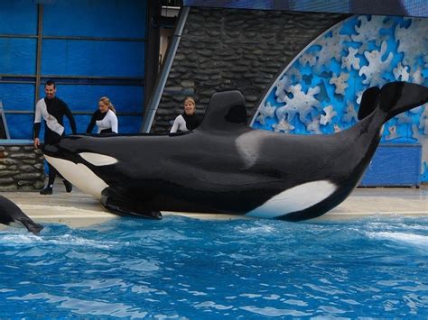 Seaworld Tenta Retomar O Direito De Reproduzir Orcas Em Cativeiro