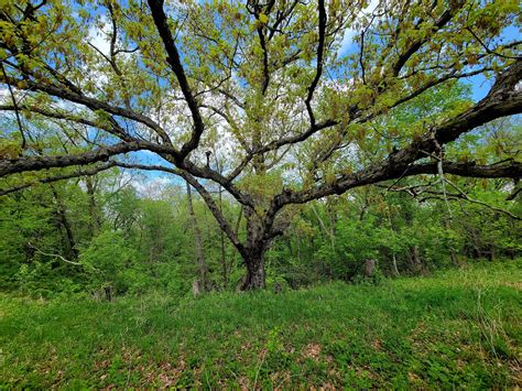 Iowa wildflower Wednesday: Woodland wonders at Lake Macbride - Bleeding