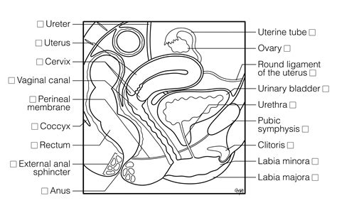 Sagittal Overview Male Genitals Histology Coloring Book The Best Porn