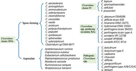 Clostridium Antigens - Creative Diagnostics