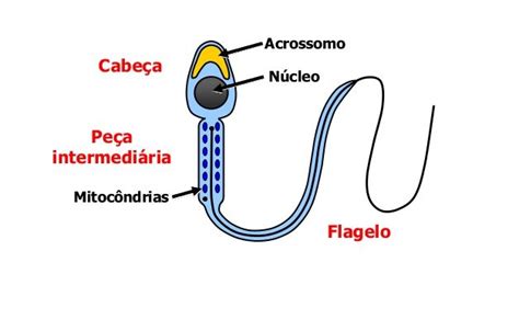 Você sabe como é um espermatozoide por dentro Fatos Desconhecidos