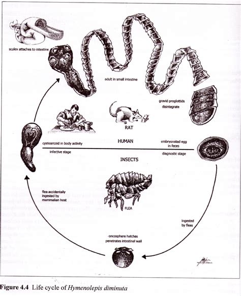 Hymenolepis Diminuta Life Cycle