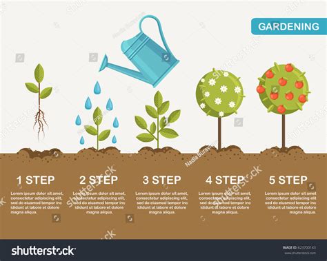 Gardening Planting Process Concept How Grow Stock Vector 623700143