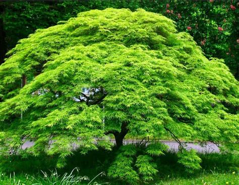 Japanese Maple Green Weeping 'Emerald Lace' - Hello Hello Plants ...