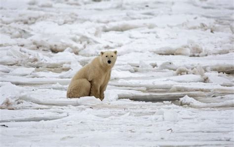 Polar Bears Could Be Extinct By 2100 Due To Climate Change Study Warns