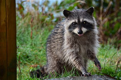 Information Du Melccfp Rage Du Raton Laveur Ville De Sutton