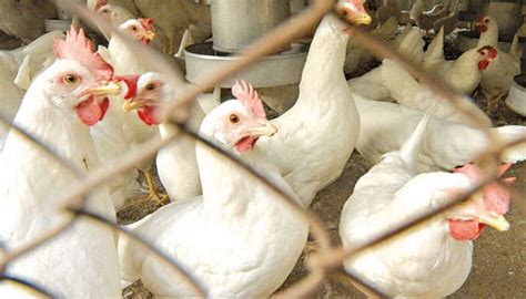 Chicken Prices Skyrocket In Punjab Check Latest Rates Here Daily Ausaf