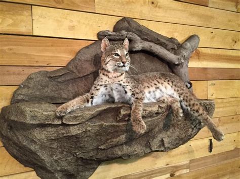 Image Result For Cool Bobcat Mount Bobcat Mounts Pheasant Mounts