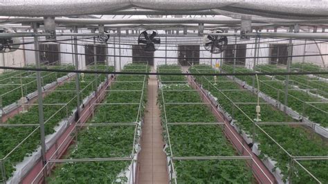 Aeroponic Systems At Rs 2200000unit Aeroponics In New Delhi Id