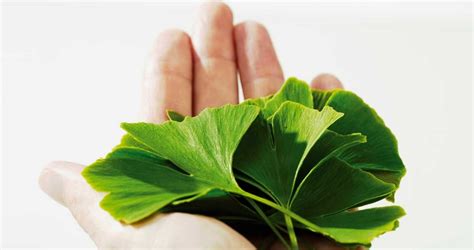 Ginkgo Biloba Bienfaits And Vertus