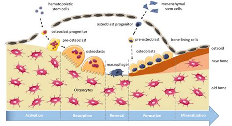 Bone Remodeling Diagram