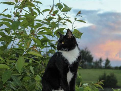 Tuxedo Cat Outside