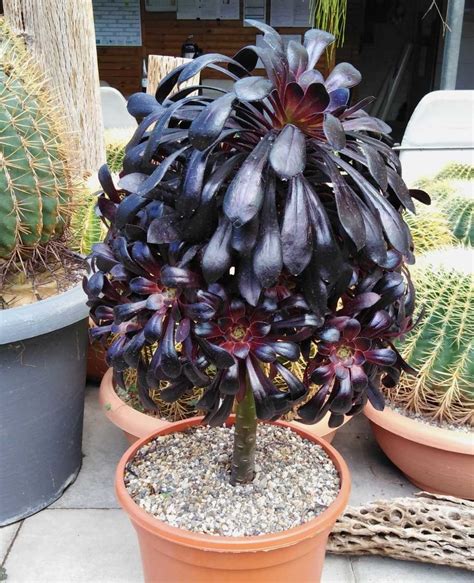 Aeonium Arboreum V Atropurpureum Cv Schwarzkopf Xl Uhlig Kakteen