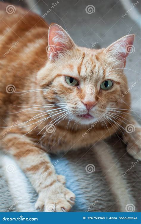 Close Up Of Ginger Fluffy Cat At Home Relaxing Stock Photo Image Of