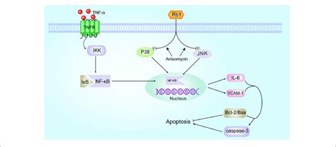 Schematic Of The Mechanism By Which Ginsenoside Rb Prevents