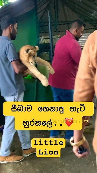 Simba Dehiwala Zoolittle Liontourist Travaling Dehiwalazoo Cute