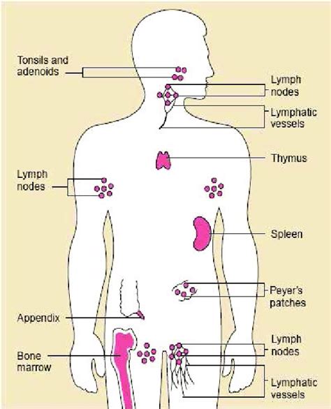 The Organs Of The Immune System Are Positioned Throughout The Body Download Scientific Diagram