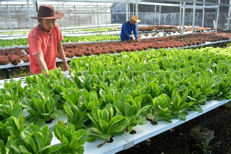 Budidaya Sayuran Hidroponik Antara Foto