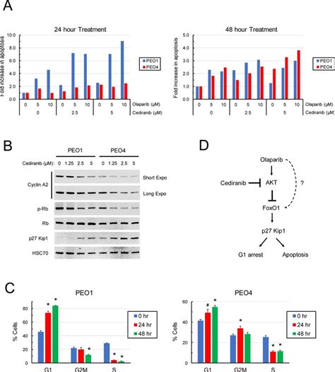 Effects Of Cediranib On Olaparib Induced Apoptosis And Cell Cycle