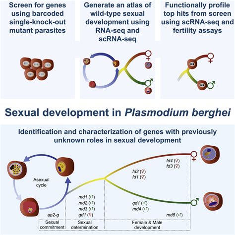 Discovery Of Sex Determination Genes In A Malaria Parasite That Are