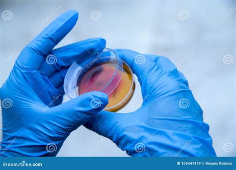 Diagnostic Bacterial Culture On Red Agar Stock Photo Cartoondealer