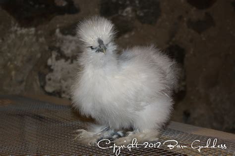 White Bearded Silkie Backyard Chickens Learn How To Raise Chickens