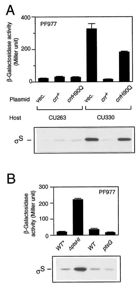 Phosphorylation Of Crr Is Crucial For Rpos Regulation A