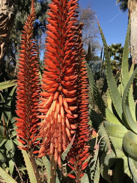 Aloe Ferox The Ruth Bancroft Garden Nursery