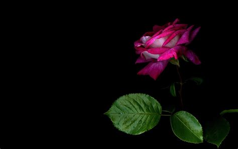 Pink And Black Flower Wallpapers Wallpaper Cave