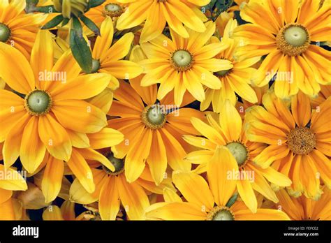 Orange Border Summer Flowers Surrey Uk Stock Photo Alamy