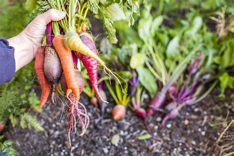 How To Store Root Vegetables So They Stay Fresh Longer