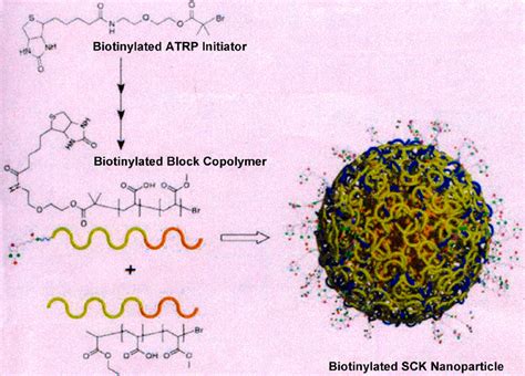 Synthesis Of Sck Nanoparticles Through Atrp Polymerization Of Download Scientific Diagram